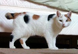 Manx breed cat named Inkku.jpg